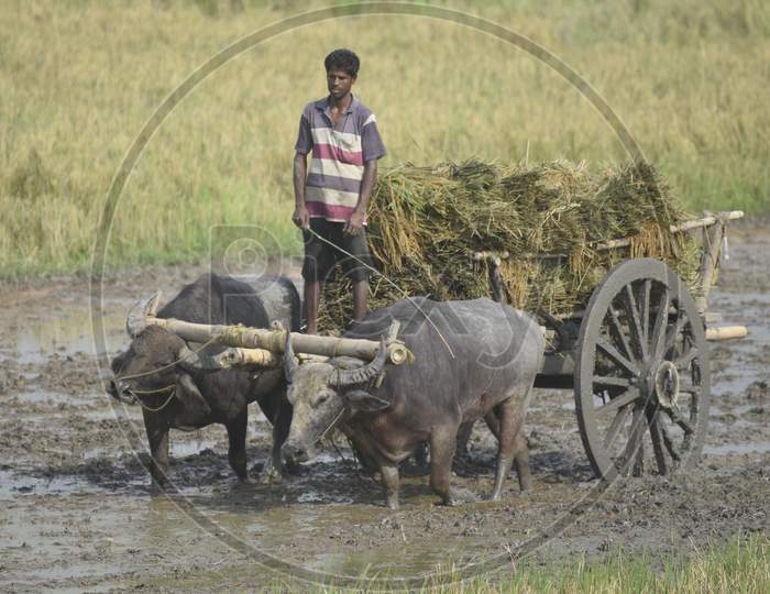 Buffalo cart carry harvest in morigaon