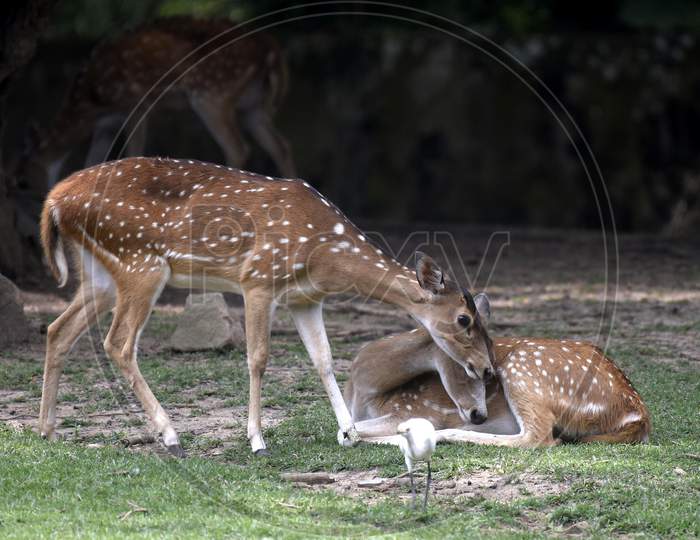 Deer At Assam Zoo
