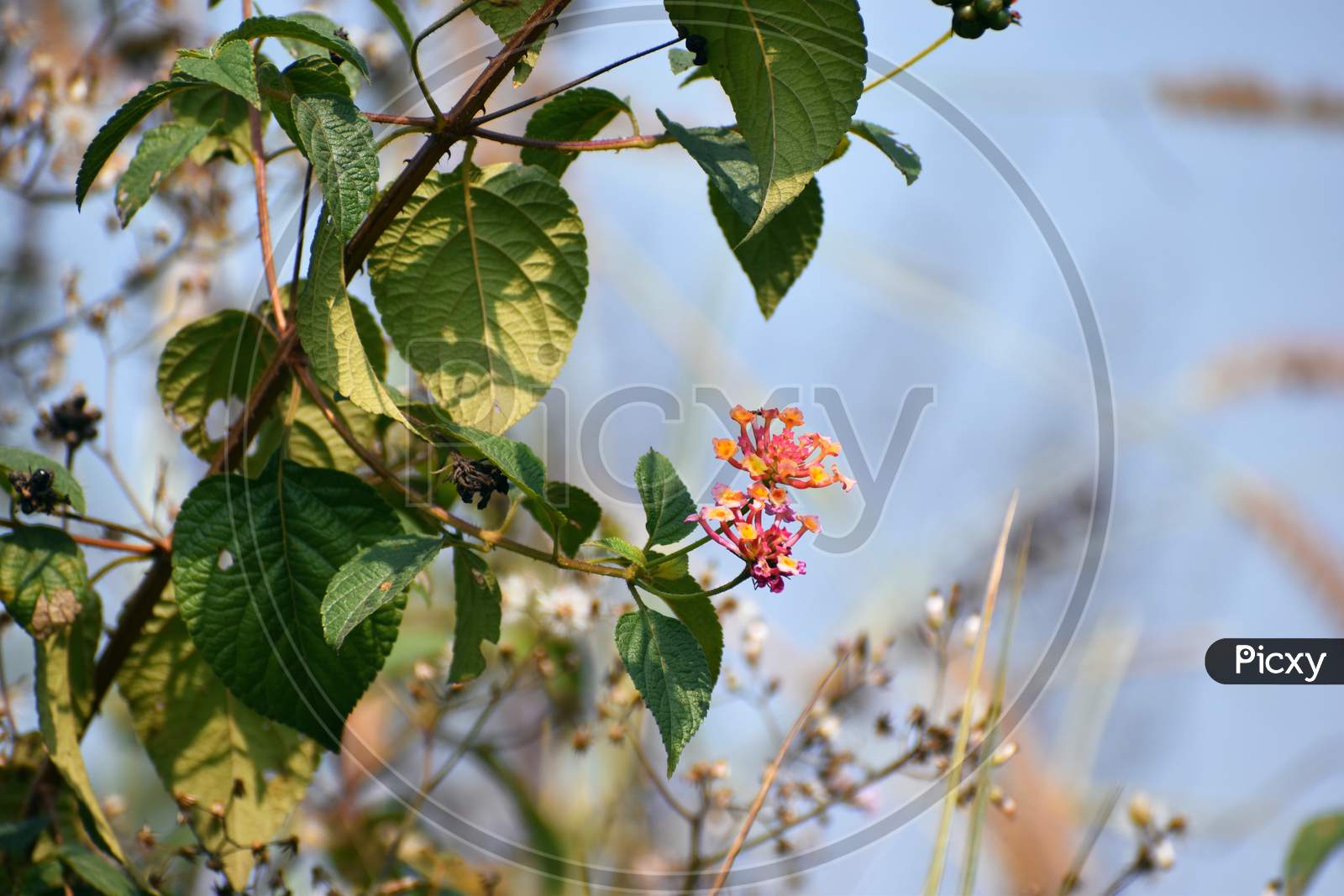 Image Of Beautiful Flowers Found In West Bengal