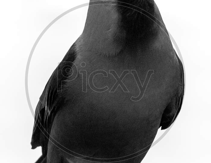 Indian crow isolated on white background