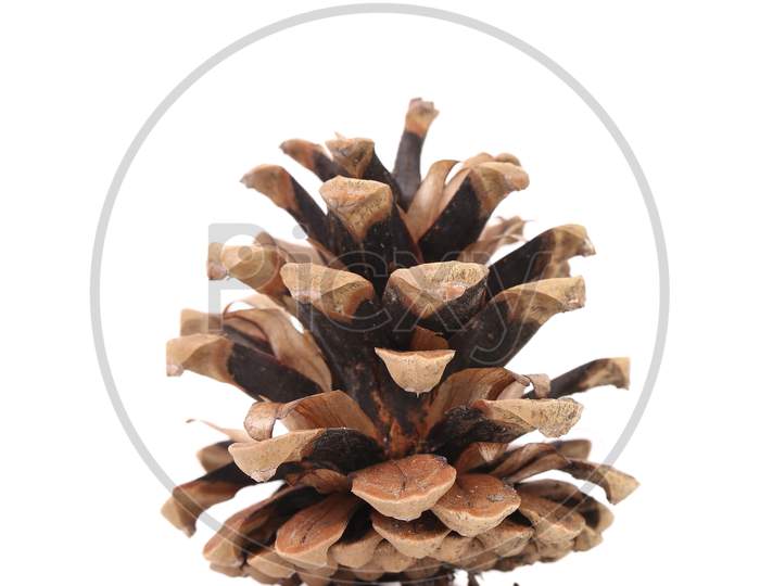 Brown Pine Cone Isolated On A White Background