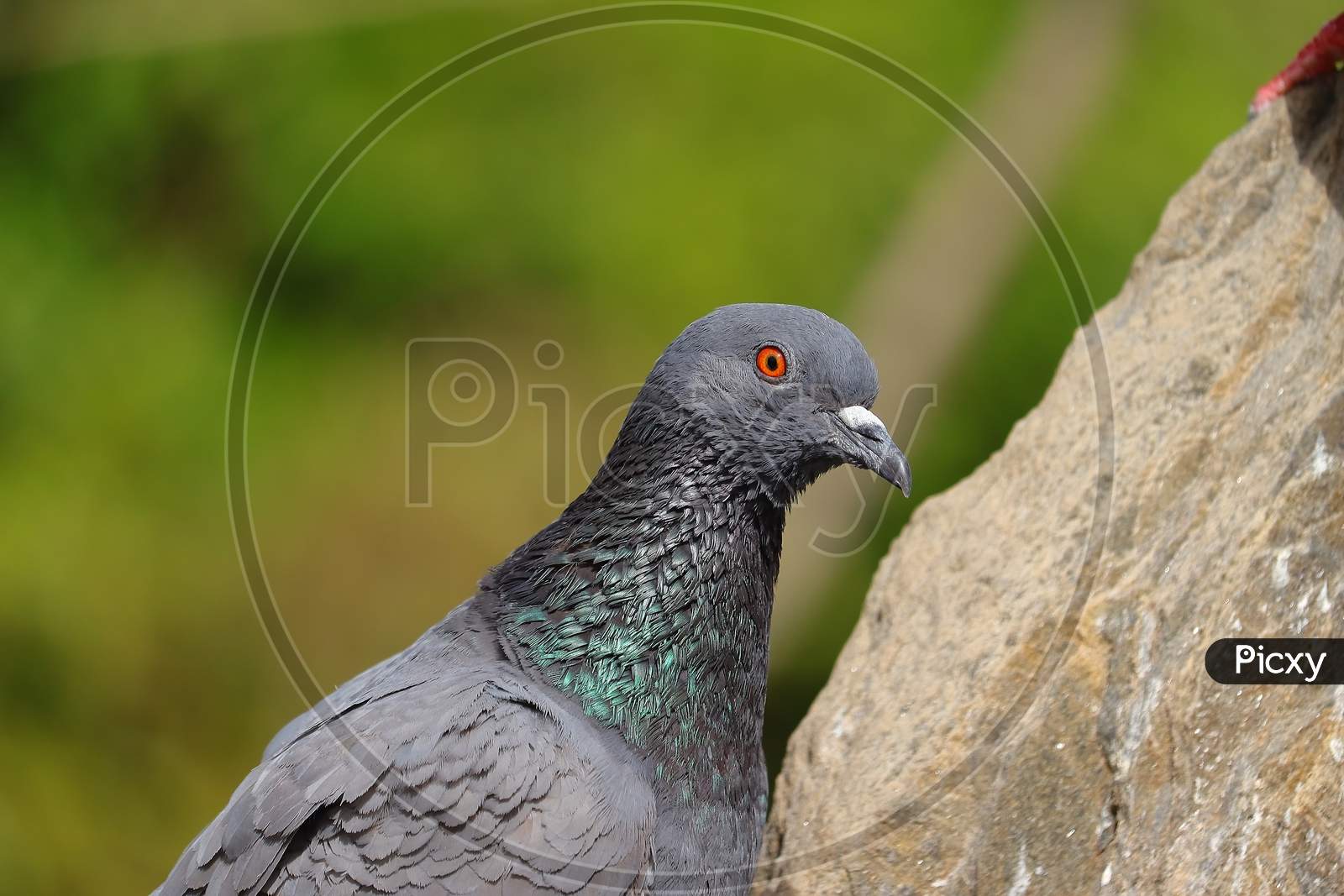 Portrait Of Pigeon Bird
