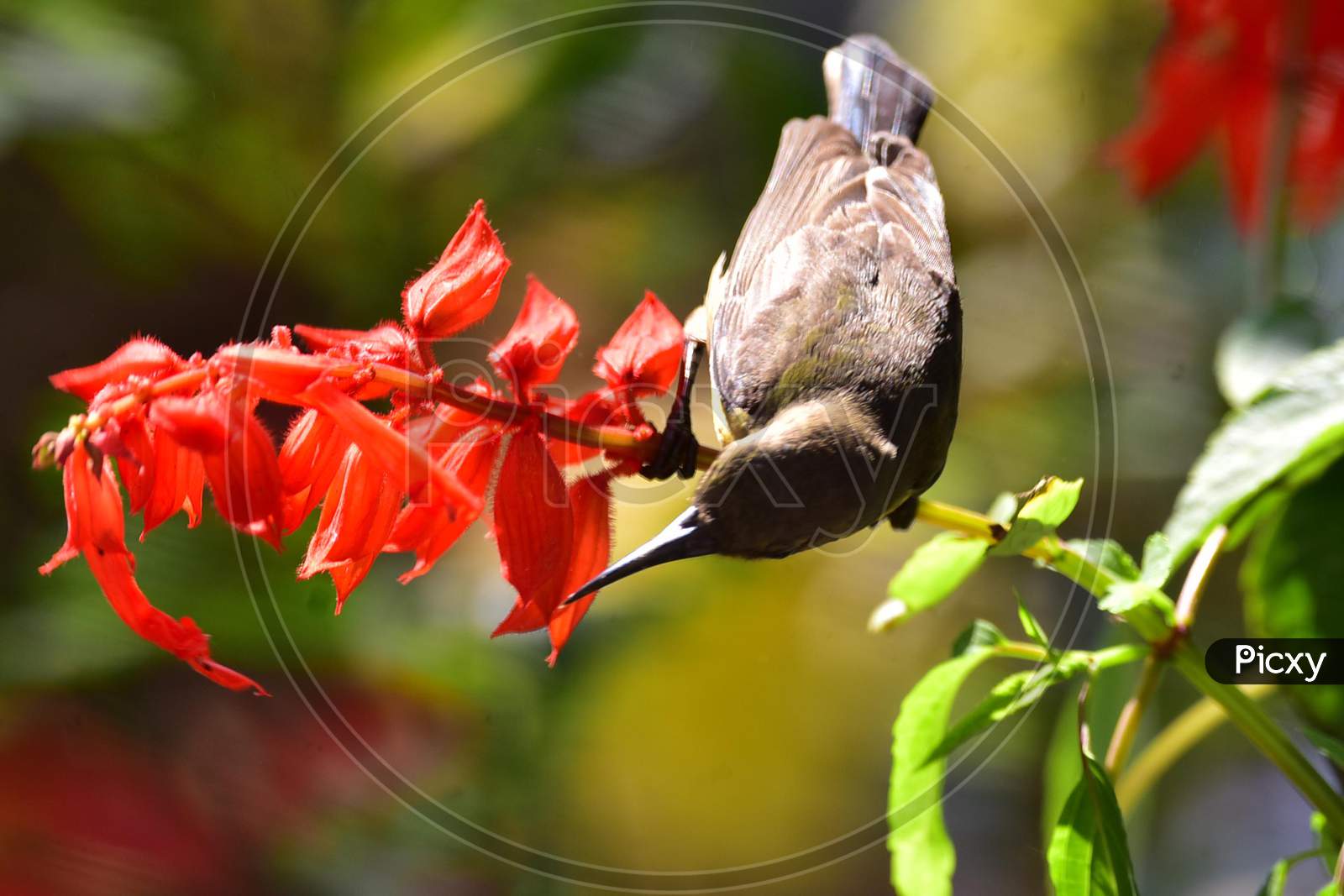 A Olive-backed Sunbird collecting nectar from a flower in  Assam