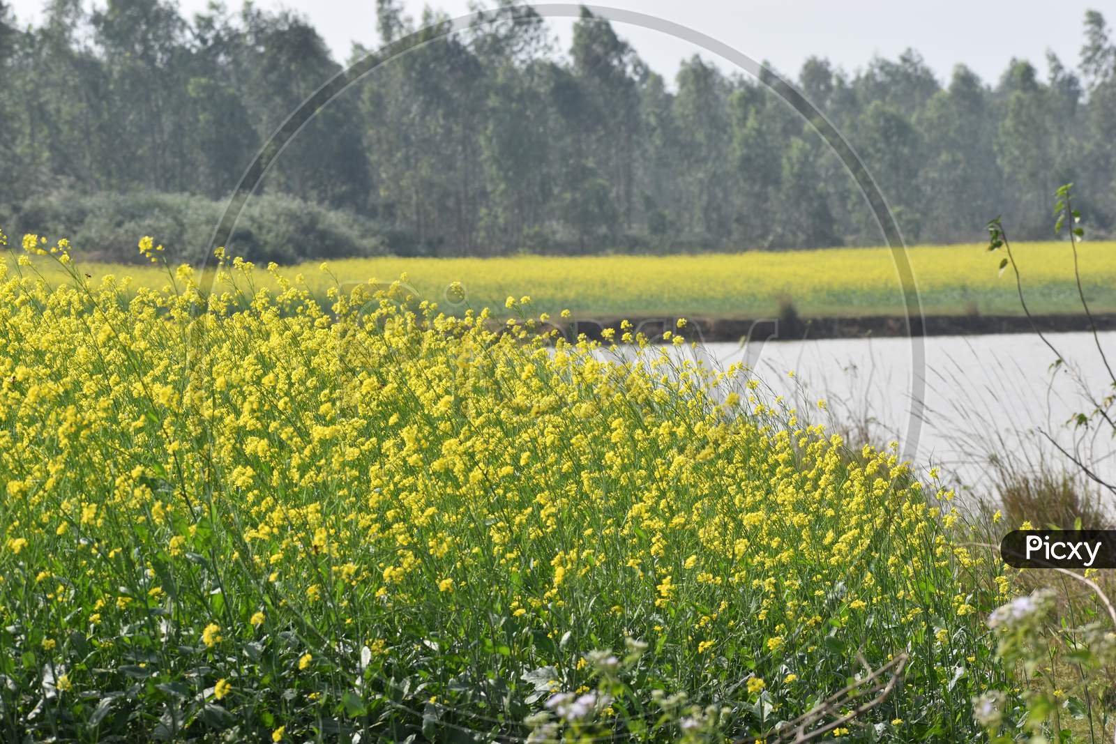 Mustard Field Just Beside A Pond In A Village
