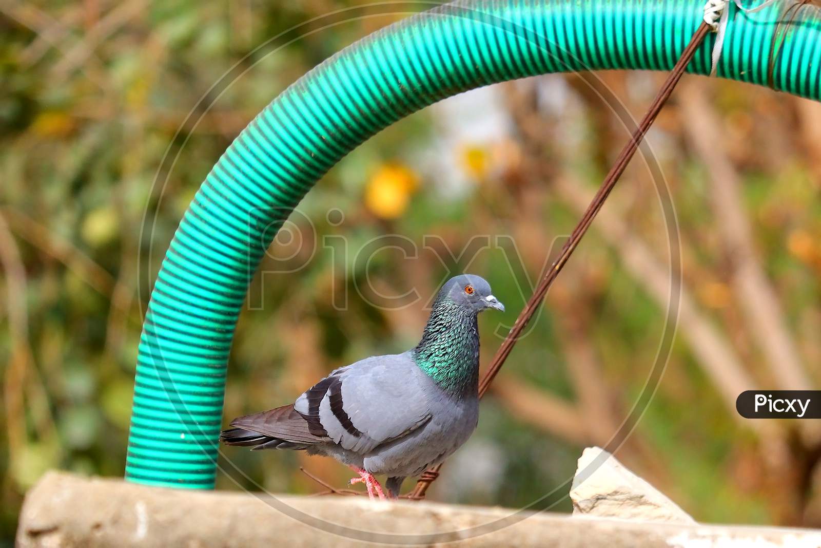 domestic pigeon walking on the surface