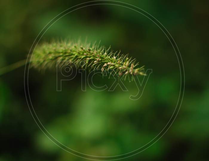 close up of a green leafs