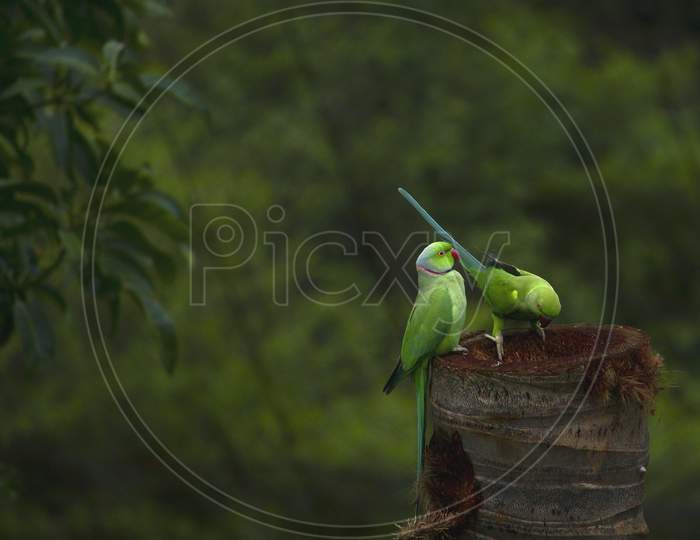 Green Parrots On The Tree Nest - Couple Of Indian Parrot Siting On The Tree And Looking Their Nest - Beautiful Indian Green Parrot