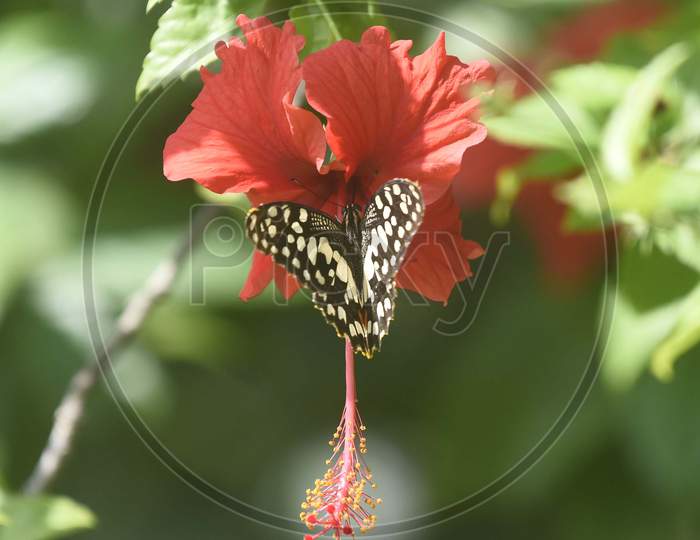 Butterfly Sucking Nectar From a Flower