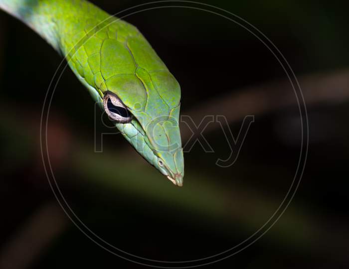 Green Vine Snake With Black Background Macro Shot