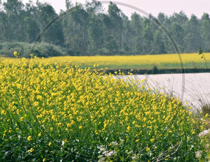 Mustard Field With A Cinematic Colour Just Beside A Pond
