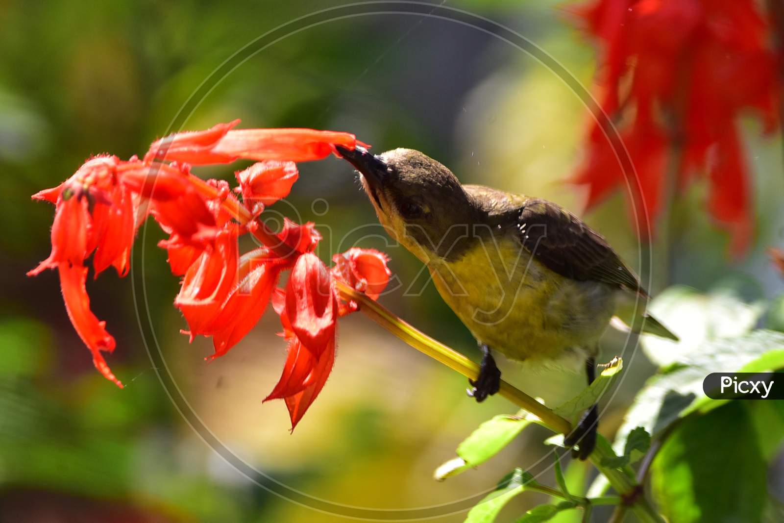 A Olive-backed Sunbird collecting nectar from a flower in  Assam