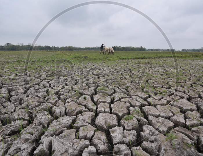 Dried Agricultural Lands in Morigaon On a Hot Summer Day