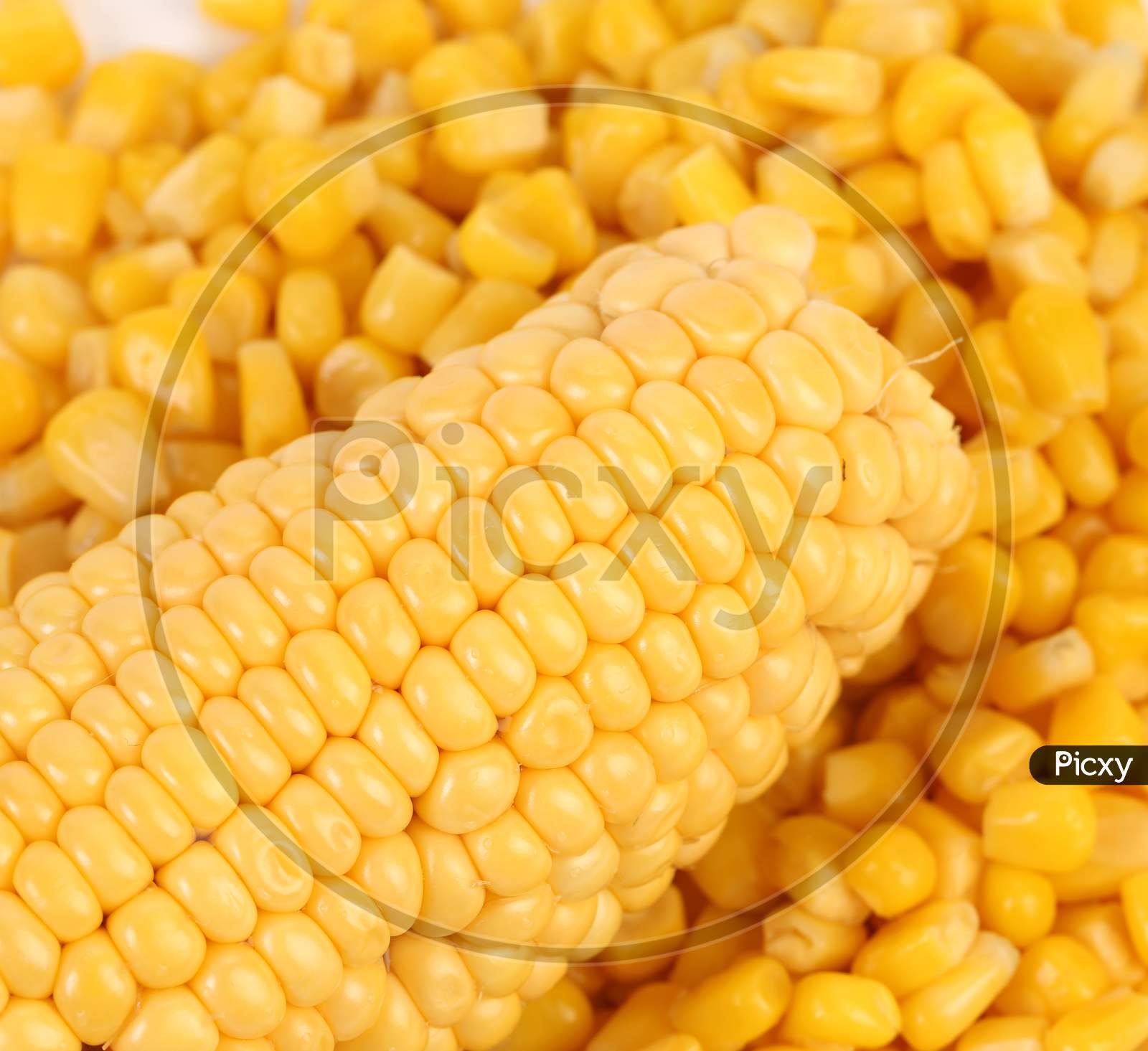 Tasty Yellow Ear Of Corn. Whole Background.