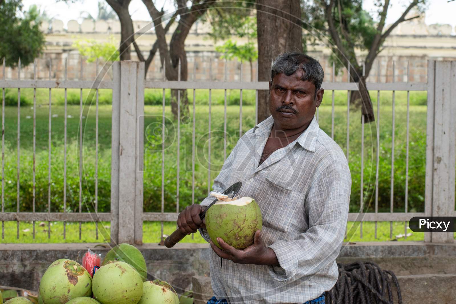 Portrait of a poor coconut seller of India