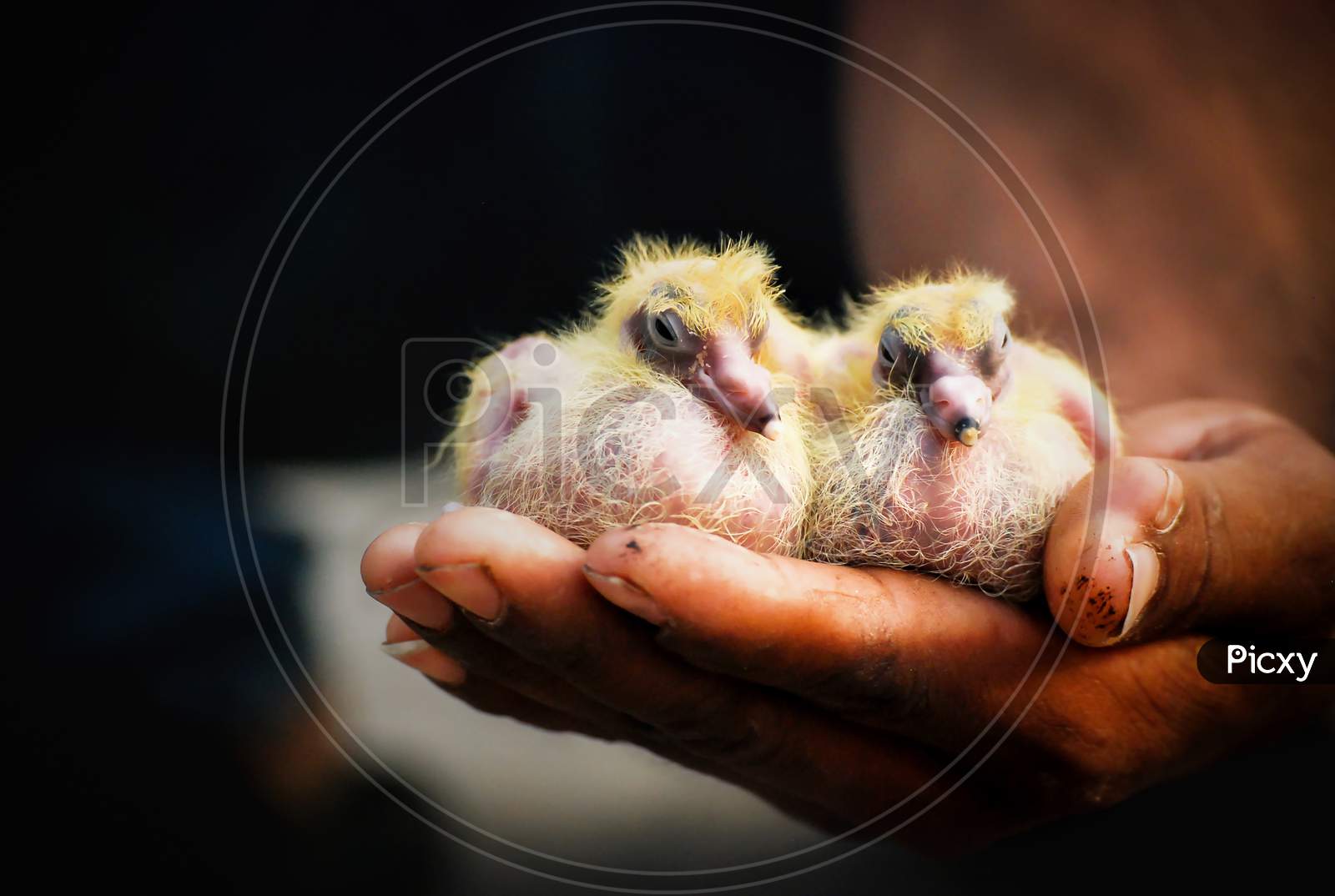baby pigeon in a man hand