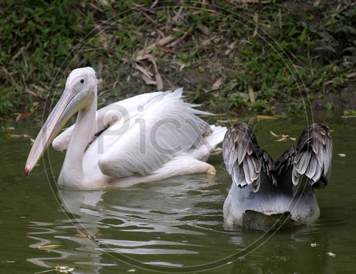 Pelican at Assam state zoo