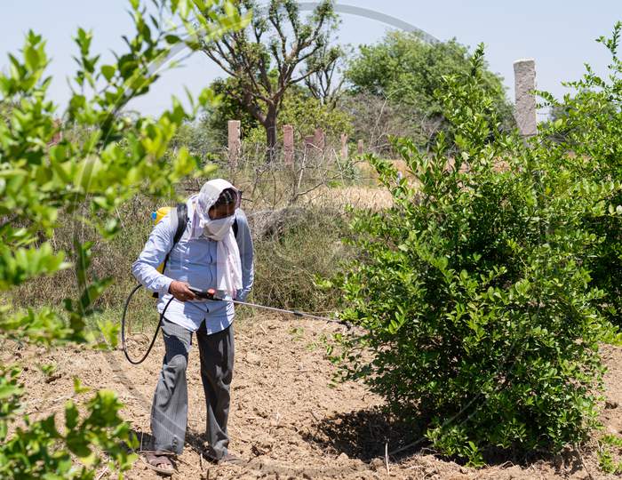 A farmer spraying pesticides using sprayer machine on lemon trees