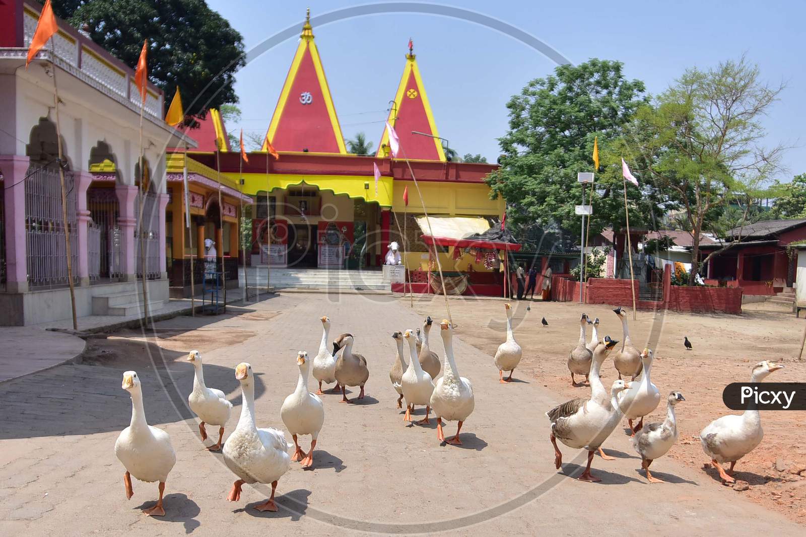 A Flock Of Geese Seen At A Temple During Nationwide Lockdown, As A Preventive Measure Against The Covid-19 Coronavirus, In Nagaon District Of Assam On April 03,2020.