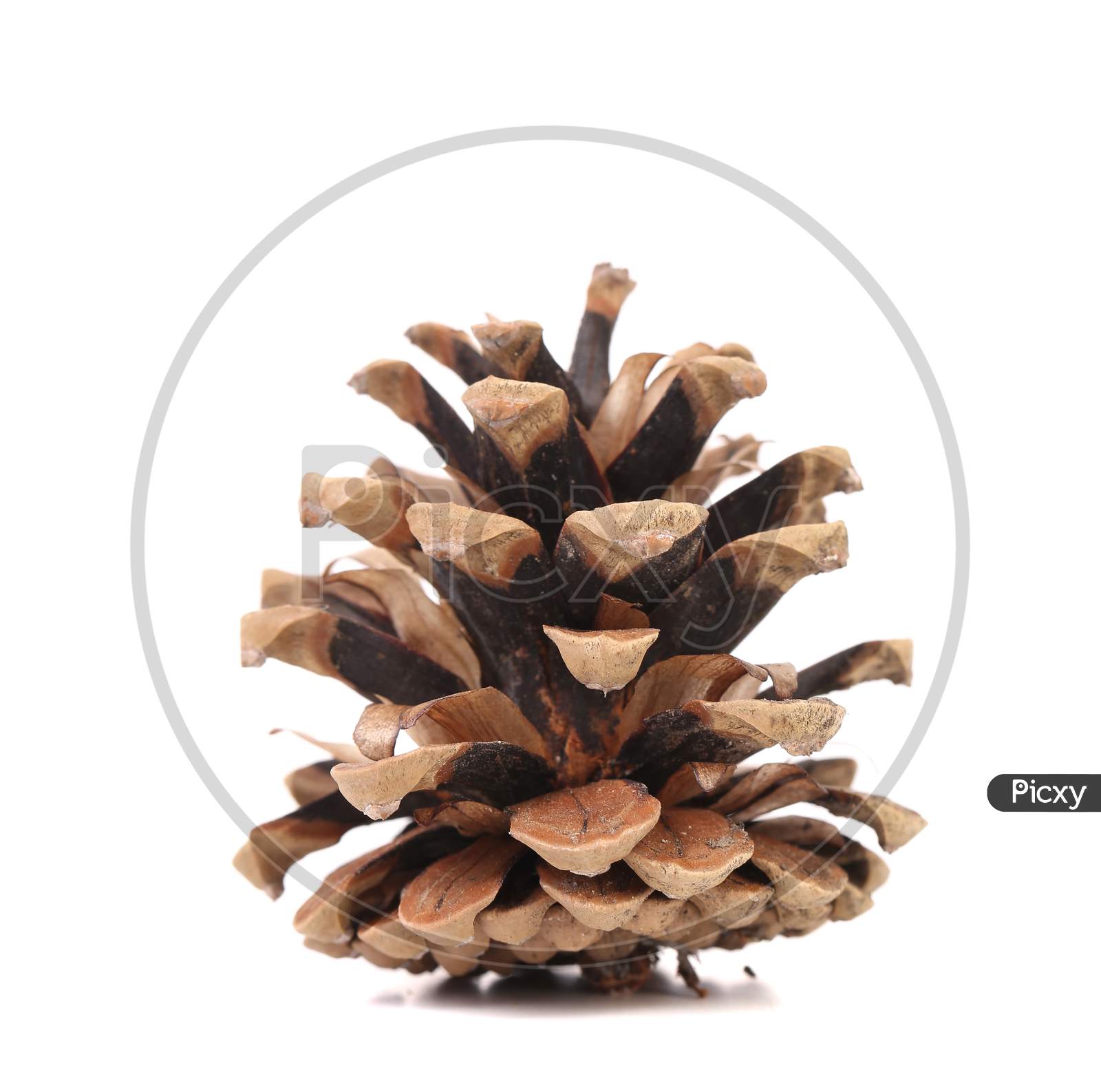 Brown Pine Cone Isolated On A White Background