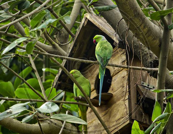 Green Parrots On The Tree Nest House- Couple Of Indian Parrot Siting On The Tree And Looking Their Nest - Beautiful Indian Green Parrot