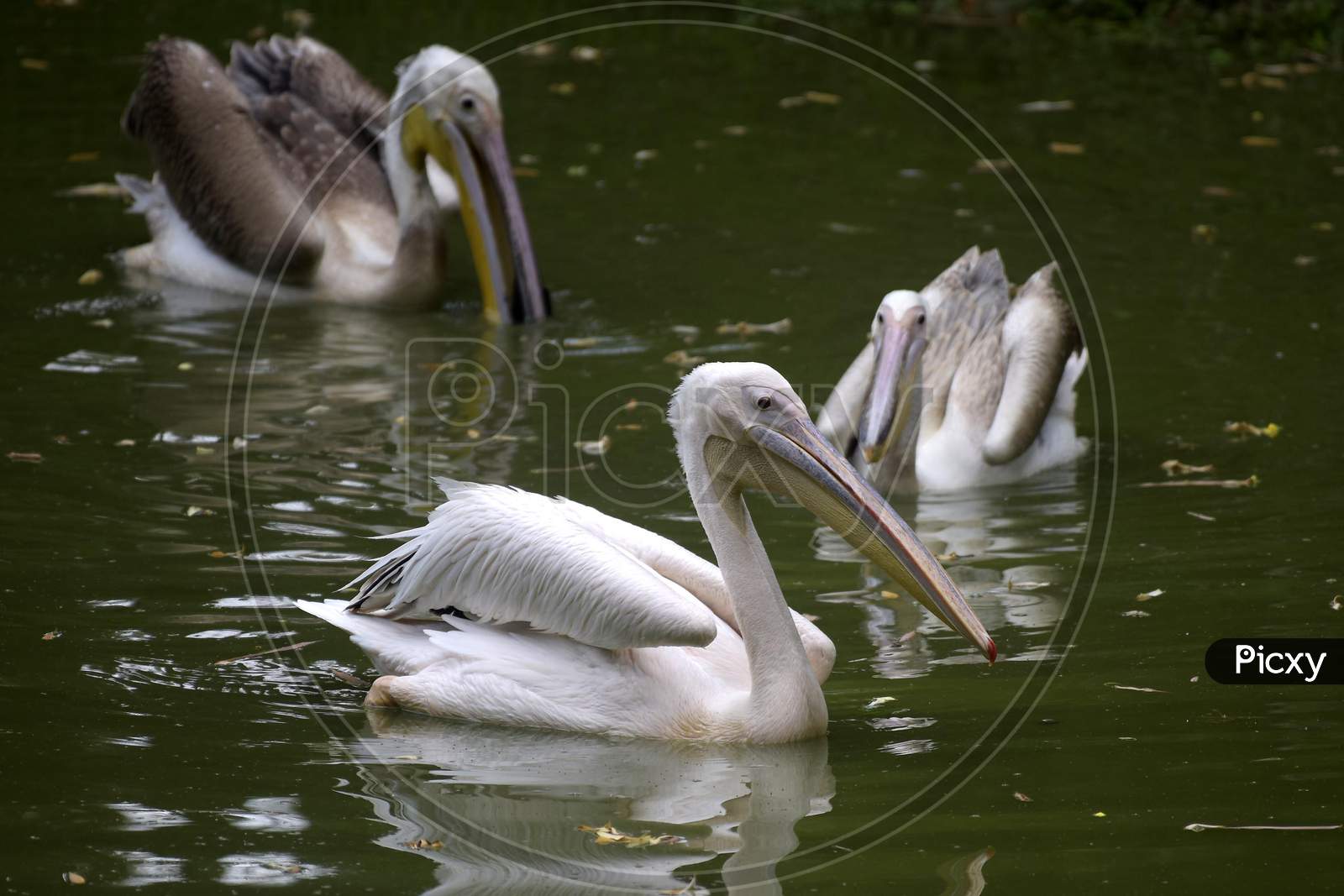 Pelican at Assam state zoo