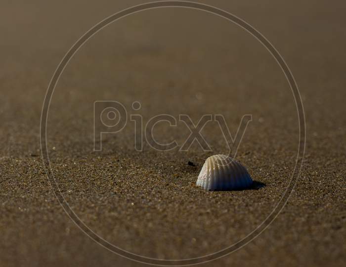 Little Hermit Crab On Beach Sand Waves. Hermit Crab Hiding Inside Of Shell