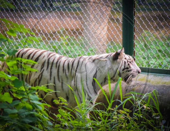 indian white tiger in a forest