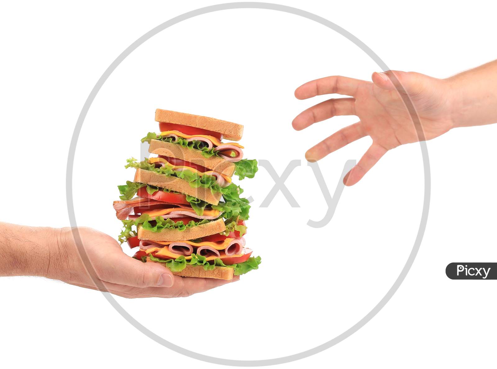 Sandwich With Tomato And Cheese In Hands. Isolated On A White Background.