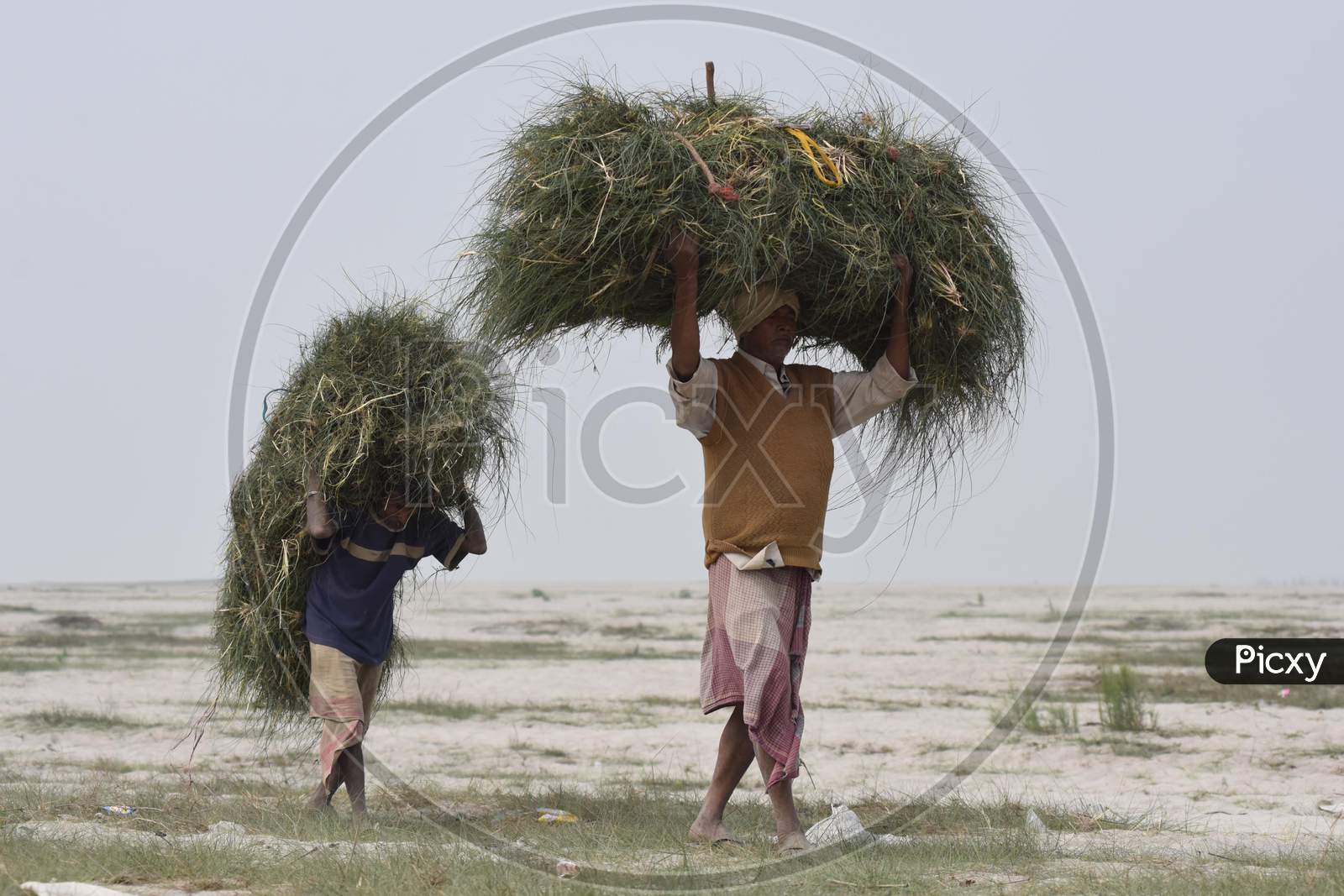 A man carries grass to feed his cattle, on the banks of the river Brahmaputra in Guwahati