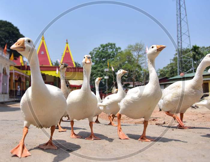 A Flock Of Geese Seen At A Temple During Nationwide Lockdown, As A Preventive Measure Against The Covid-19 Coronavirus, In Nagaon District Of Assam On April 03,2020