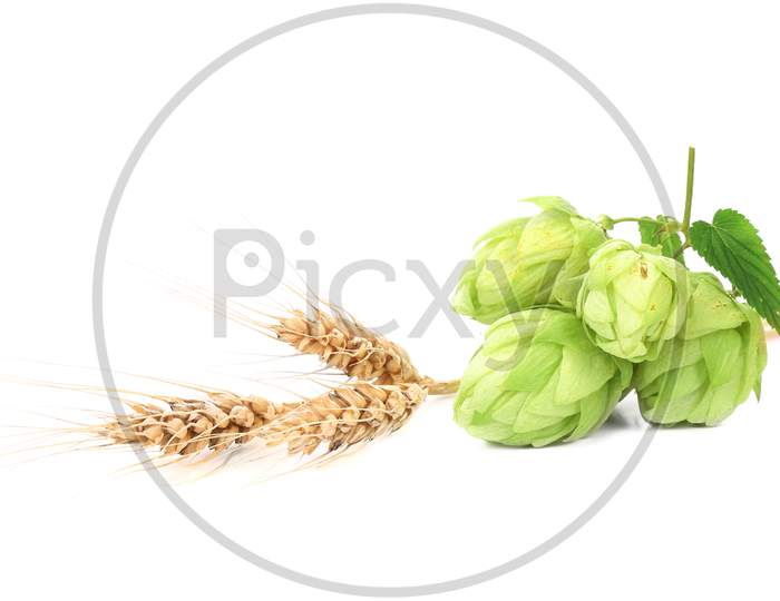 Close Up Of Hop Flowers. Isolated On A White Background.