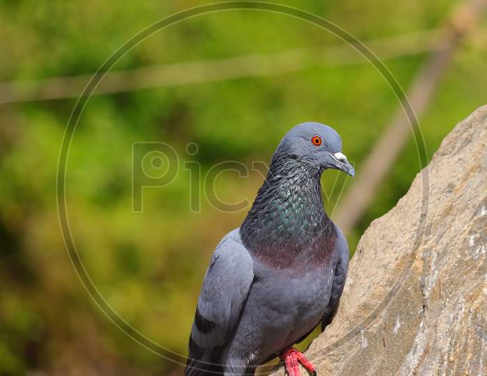 Pigeon Dove Bird