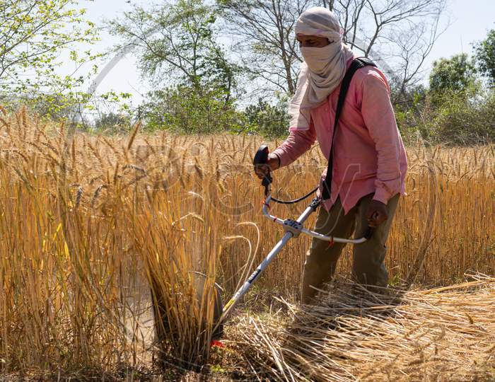 Harvesting of wheat crop using a harvesting machine