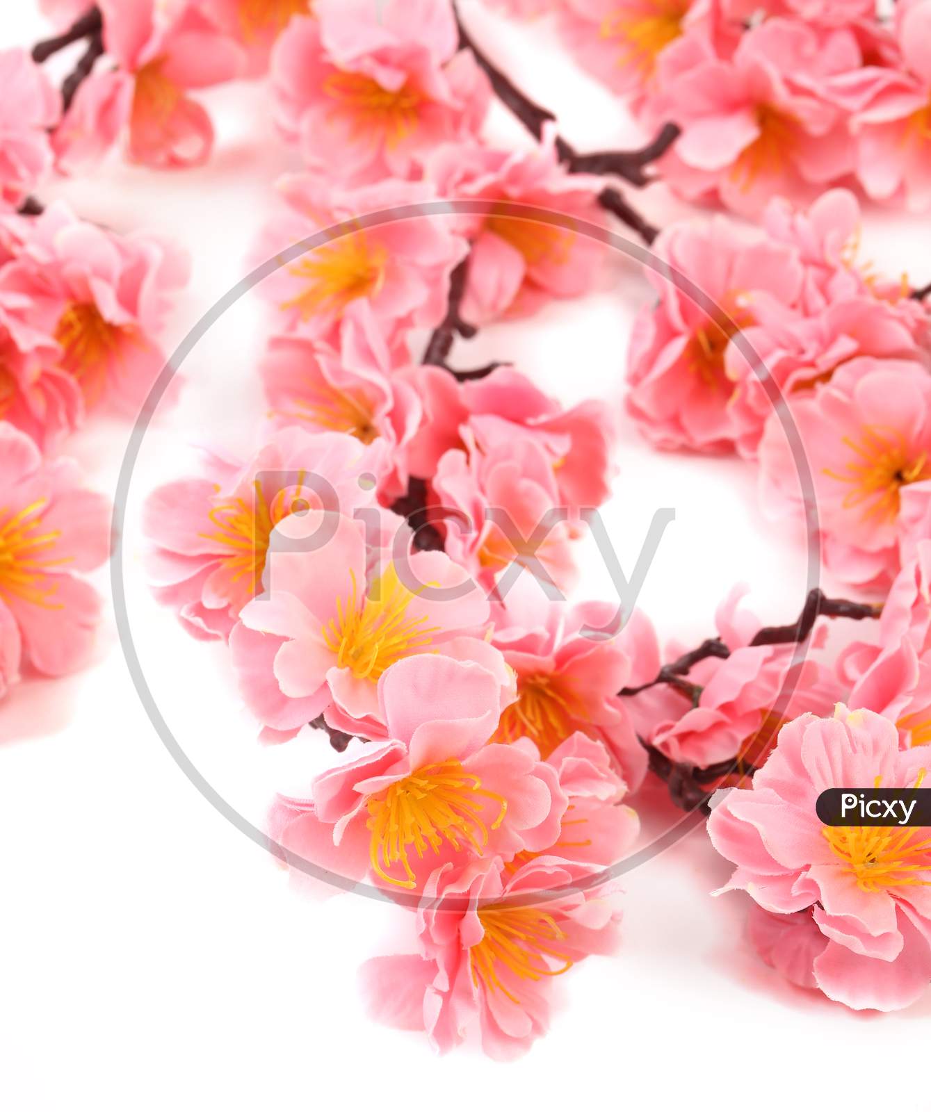 Close Up Of Pink Flowers. Whole Background.