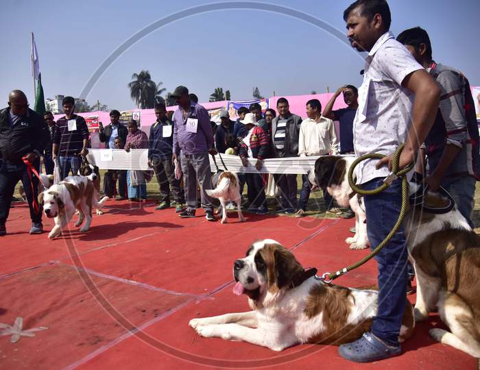 Dog Lovers With Their Dogs At Dog  show in Guwahati