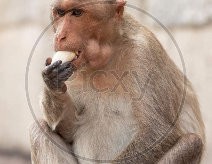 A Rhesus macaque or Macaca mulatta is eating bananas