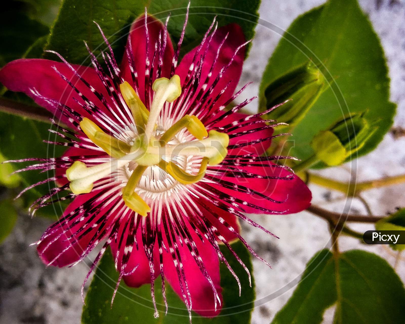 Passion fruit flower