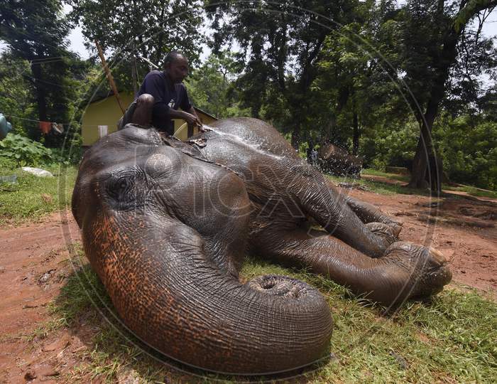 elephant enjoys a bath as temperatures soar in Guwahati Zoo