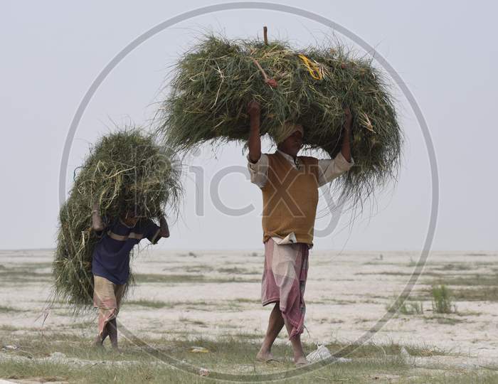 A man carries grass to feed his cattle, on the banks of the river Brahmaputra in Guwahati