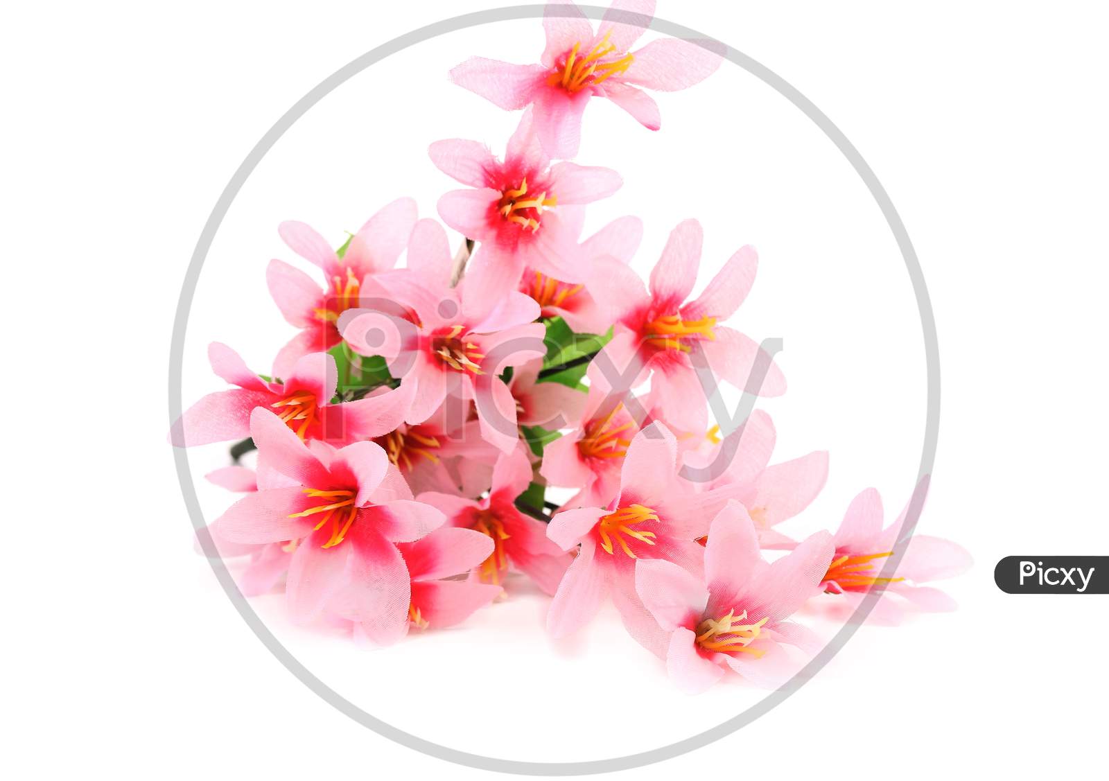 Close Up Of Pink Flowers. Isolated On A White Background.