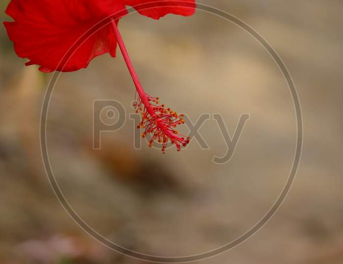 Micro Shot Of Red Hibiscus Flower