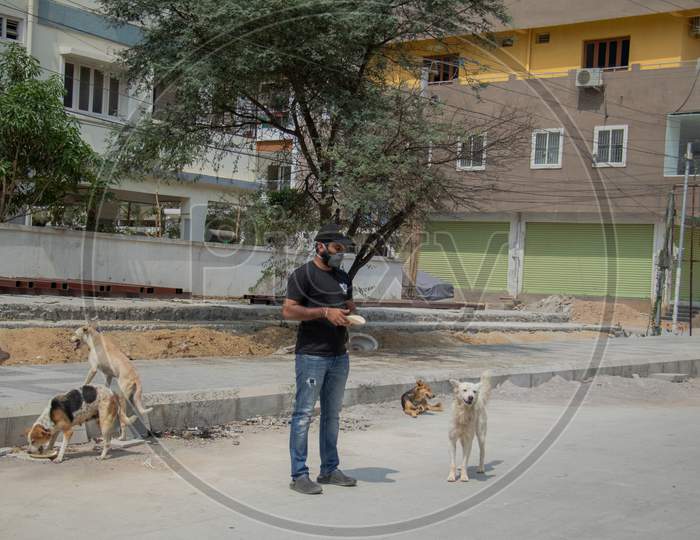 A man feeding stray dogs