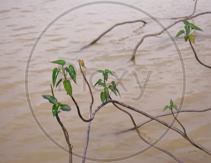 Plants Grown From Inside A Pond