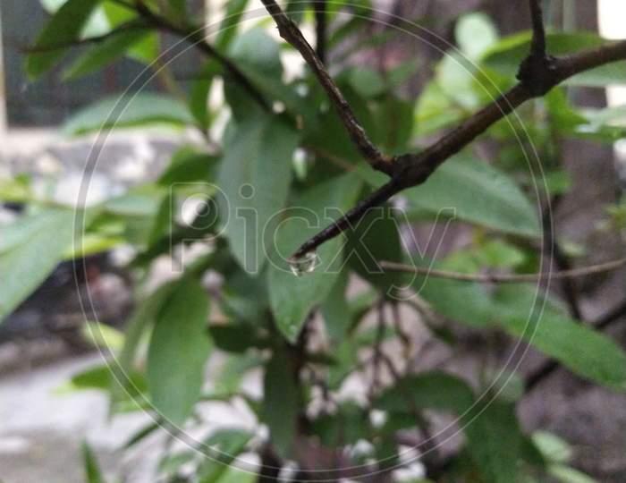 photo of a water droplet hanging with the branch of tree During the rain