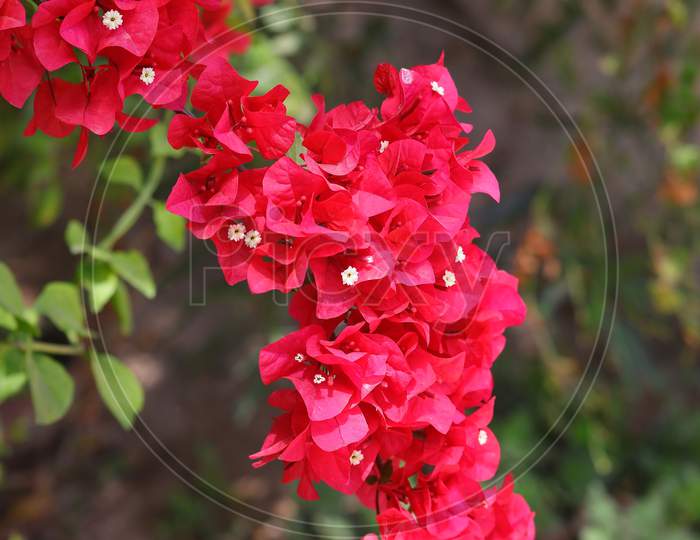 Red Bougainvillea Flowers