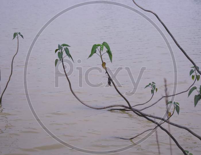 Water Plants Touching A Pond Commonly Found In India