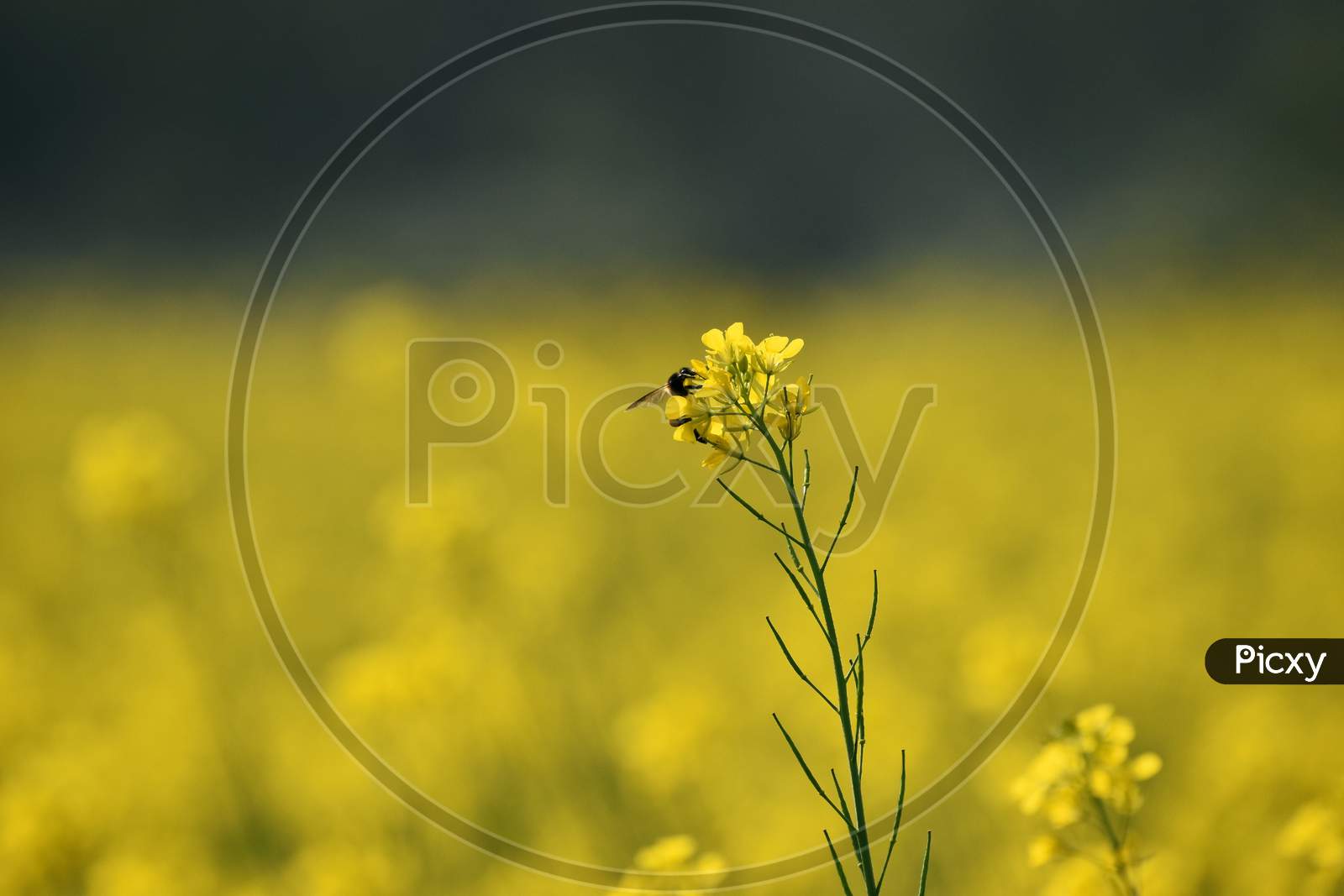 A Honey Bee Sitting On A Mustard Flower In A Mustard Field