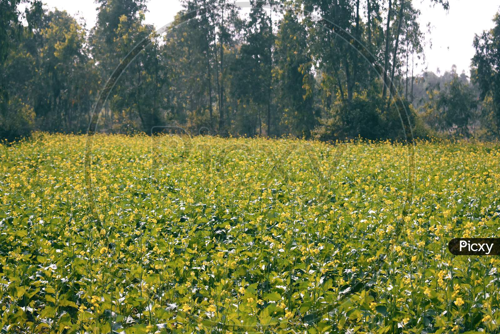 A Beautiful Mustard Field Just Beside A Forest