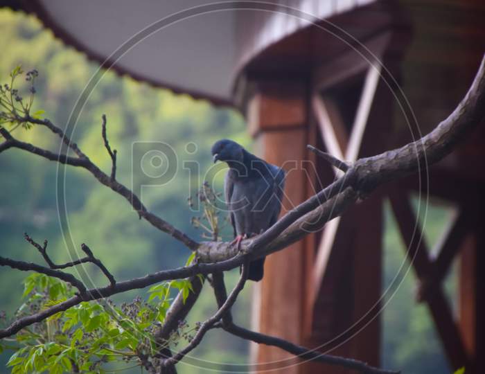 pigeon on a branch