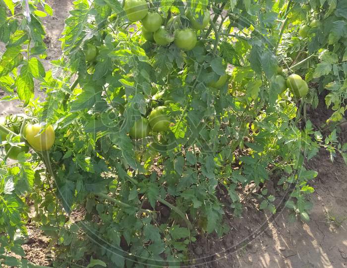 Tomatoes Growing On Plants in an Agricultural Farms